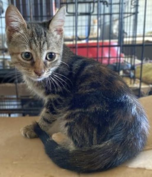 Kleine Wilma sucht ihr Glück