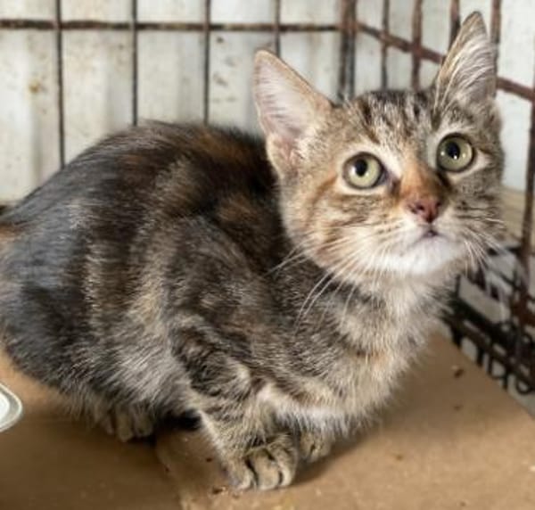 Kleine Wilma sucht ihr Glück