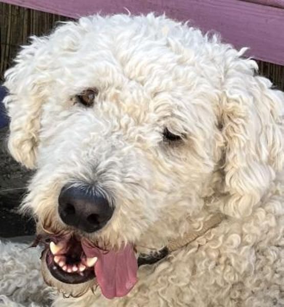 Havas - nicht unbedingt ein Kinderfreund