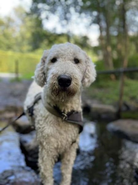 Havas - nicht unbedingt ein Kinderfreund