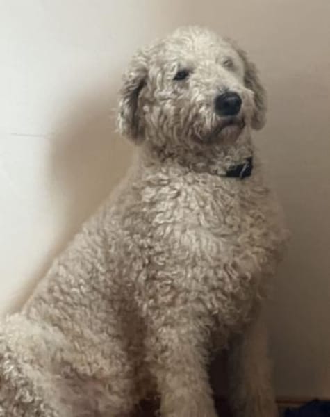 Havas - nicht unbedingt ein Kinderfreund