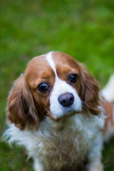 Adel, liebes CavalierKingCharles Mädchen