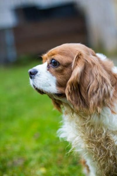 Adel, liebes CavalierKingCharles Mädchen