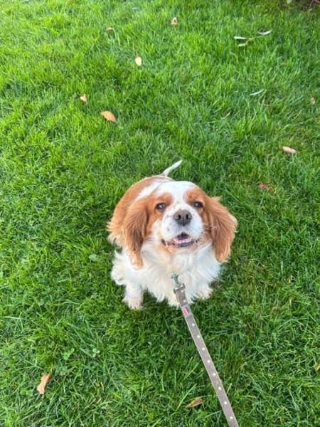 Adel, liebes CavalierKingCharles Mädchen