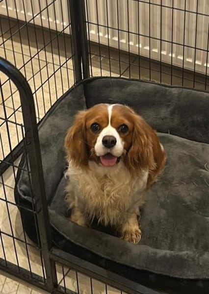 Adel, liebes CavalierKingCharles Mädchen