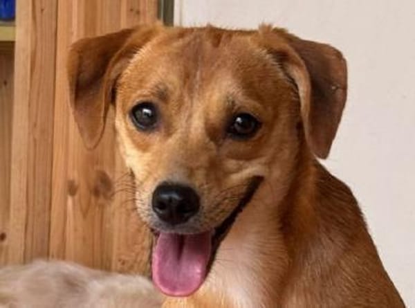 PUMUCKL-sanfter,hübscher Jung-Rüde,41 cm