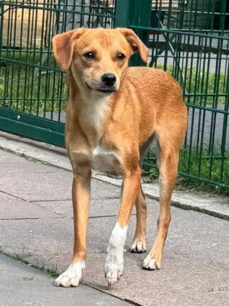 PUMUCKL-sanfter,hübscher Jung-Rüde,41 cm