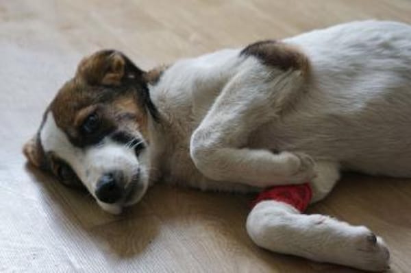 Alice sucht eine Pflegestelle