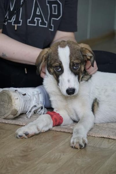 Alice sucht eine Pflegestelle