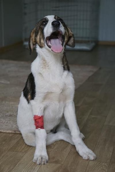 Alice sucht eine Pflegestelle