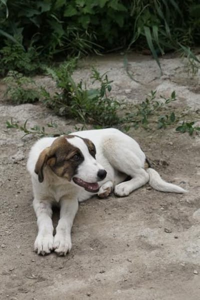 Alice sucht eine Pflegestelle