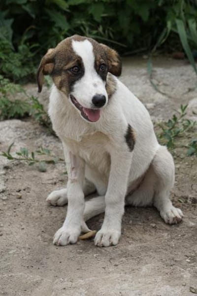 Alice sucht eine Pflegestelle