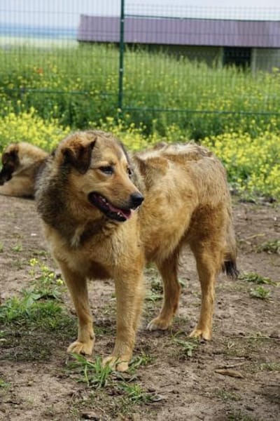 Abby sucht eine Pflegestelle
