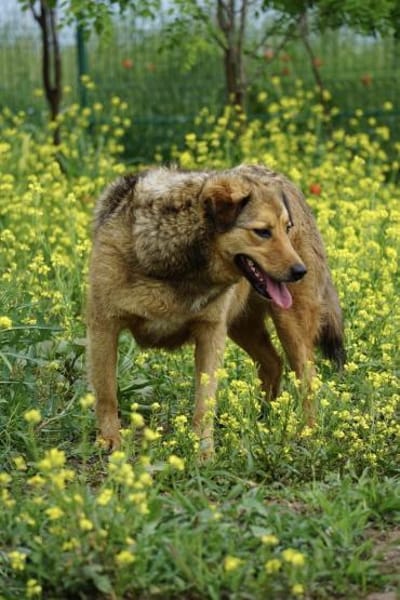 Abby sucht eine Pflegestelle