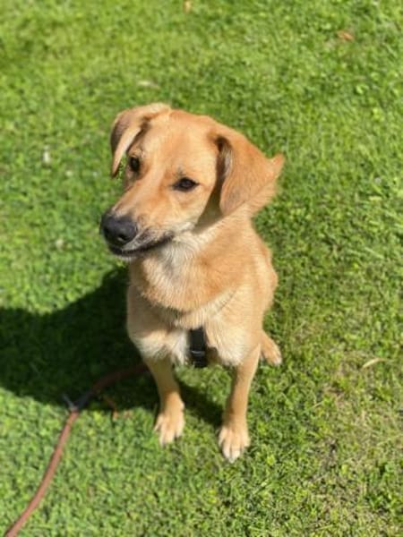 Jasper hübscher agiler Rüde