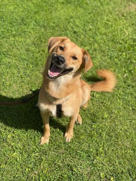 Jasper hübscher agiler Rüde