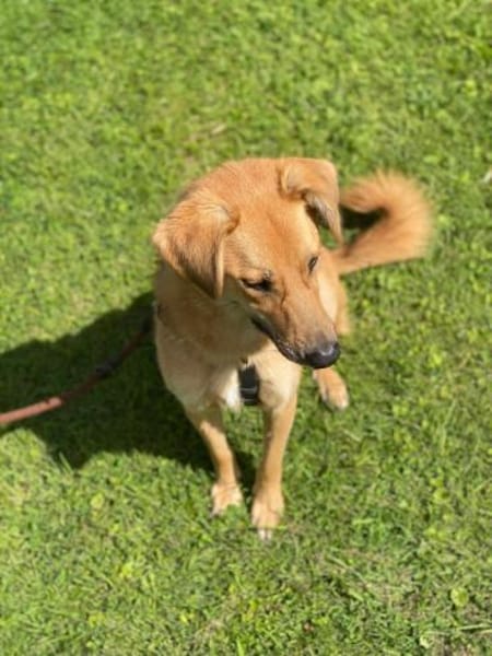 Jasper hübscher agiler Rüde