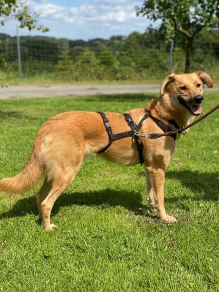 Jasper hübscher agiler Rüde