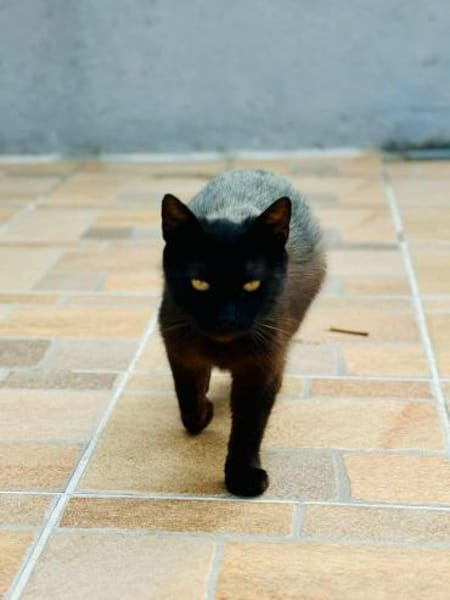 Lackfellchen Nia sucht ihre Familie