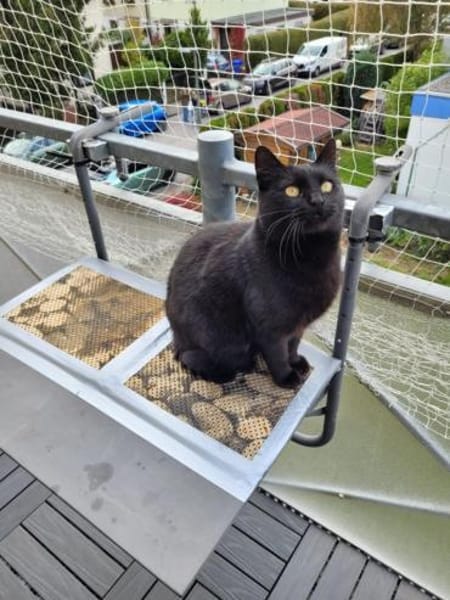 Lackfellchen Nia sucht ihre Familie