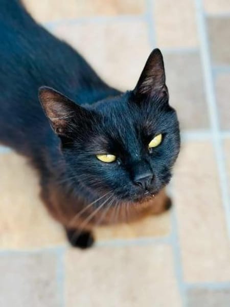 Lackfellchen Nia sucht ihre Familie