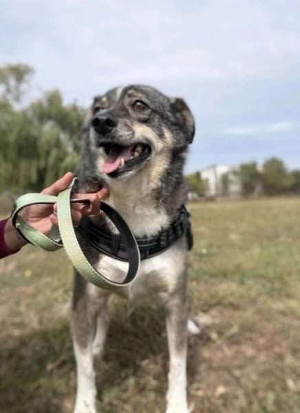 Ciui - ein echter Goldschatz