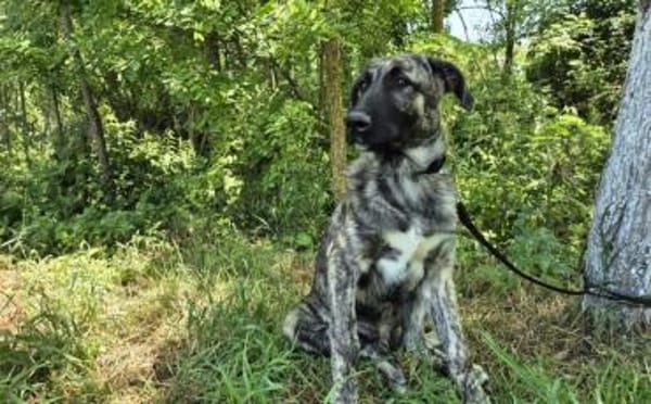 Hubert hat viel Liebe zu verschenken