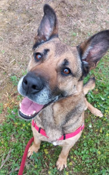 Traumhündin Lisa in PLZ 74427