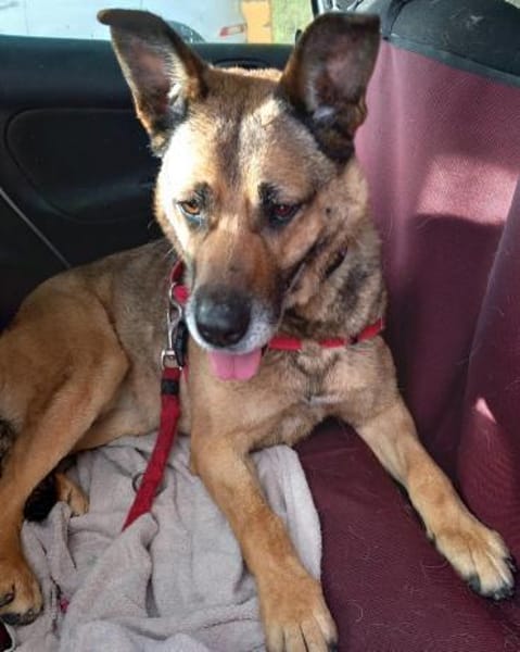 Traumhündin Lisa in PLZ 74427