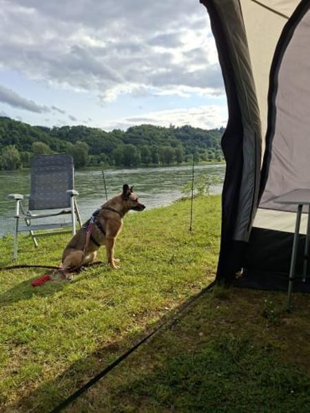 Traumhündin Lisa in PLZ 74427