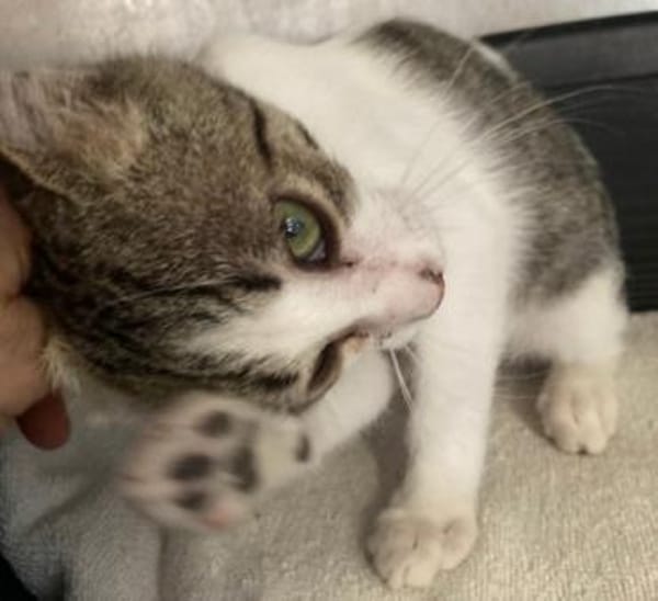 Lieber Sil sucht sein Glück