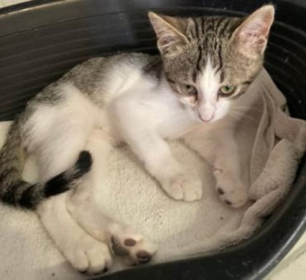 Lieber Sil sucht sein Glück