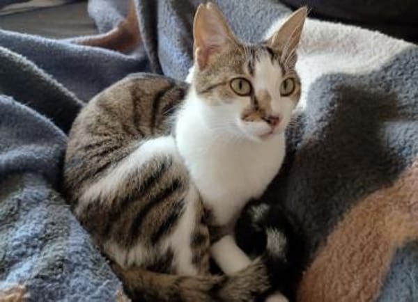 Tinker, neugieriger Sonnenschein, 10M