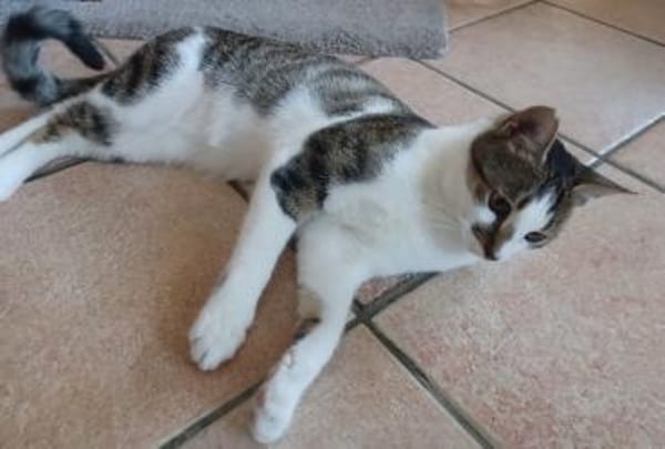 Tinker, neugieriger Sonnenschein, 10M