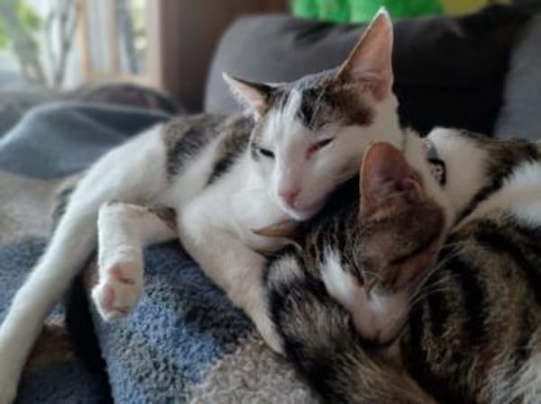 Tinker, neugieriger Sonnenschein, 10M