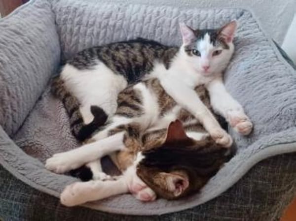 Tinker, neugieriger Sonnenschein, 10M