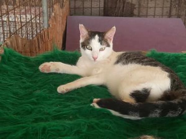 Tinker, neugieriger Sonnenschein, 10M