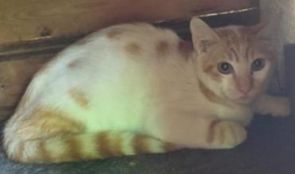 Dior - wunderhübscher Jungkater