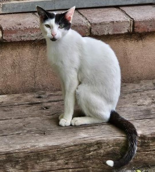 Pablo wünscht sich ein schönes Zuhause