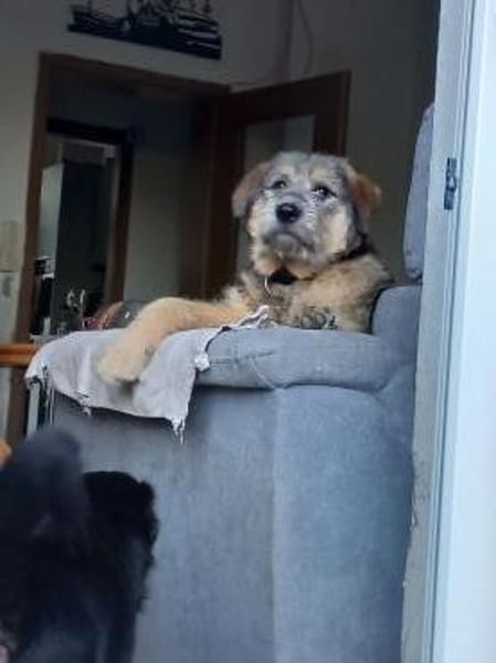 Mausi wartet auf ihren Menschen