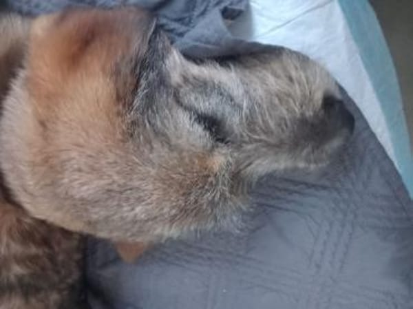 Mausi wartet auf ihren Menschen