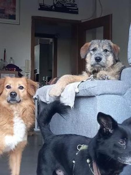 Mausi wartet auf ihren Menschen