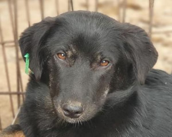 MARIA-zauberhafte Jung-Hündin, 43 cm