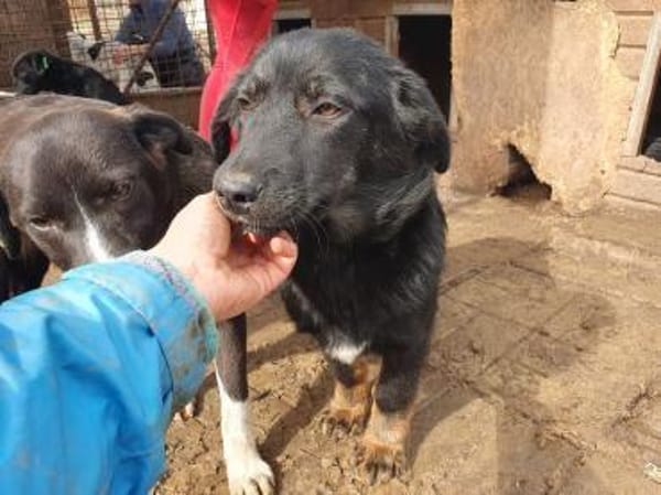 MARIA-zauberhafte Jung-Hündin, 43 cm