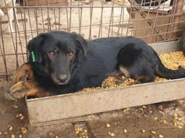 MARIA-zauberhafte Jung-Hündin, 43 cm