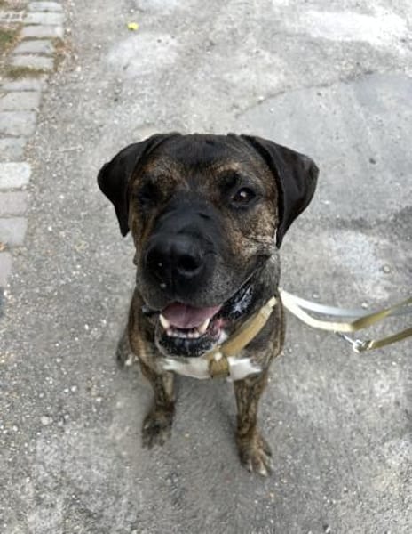 Lieber Mafia sucht seine Menschen.