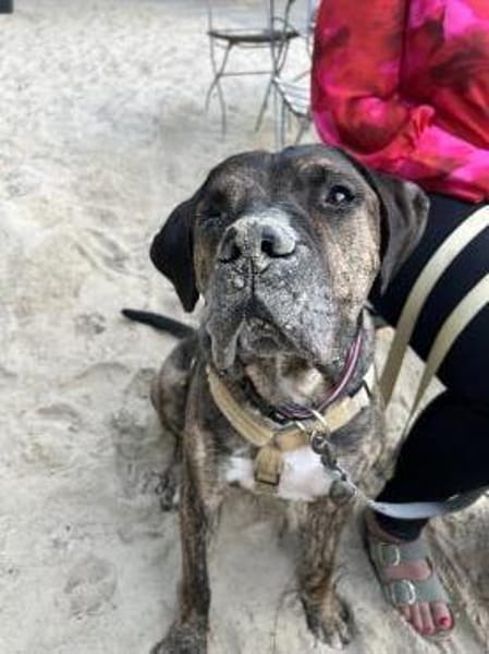 Lieber Mafia sucht seine Menschen.