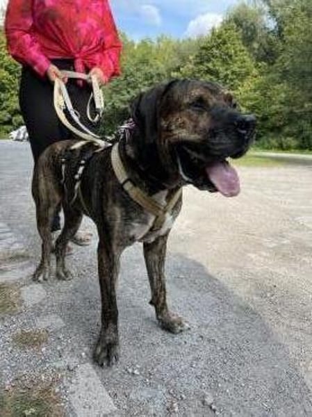 Lieber Mafia sucht seine Menschen.