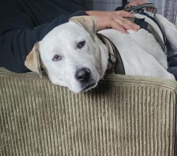 Lieber und hübscher Labrador-Mix Cosimo