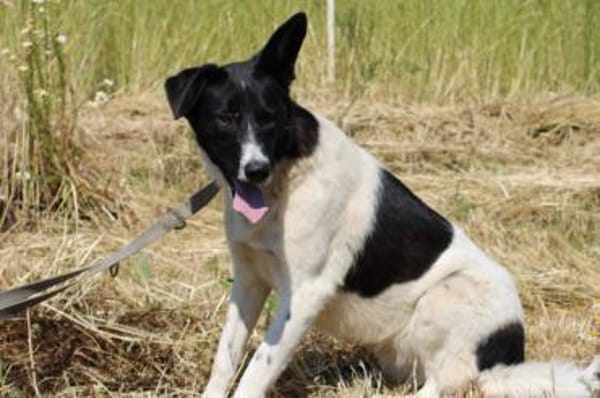 Aira - kinderliebe Familienhündin